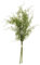 The Recipe Asparagus Fern Bunch