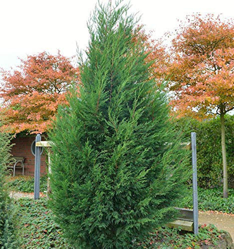 Leyland Zypresse 125-150cm - Cupressocyparis Leylandii