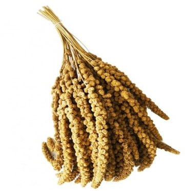 Spighe di Panico 6kg, Snack per Uccelli Esotici, Cocorite, Pappagallini, Inseparabili, Canarini e Cardellini