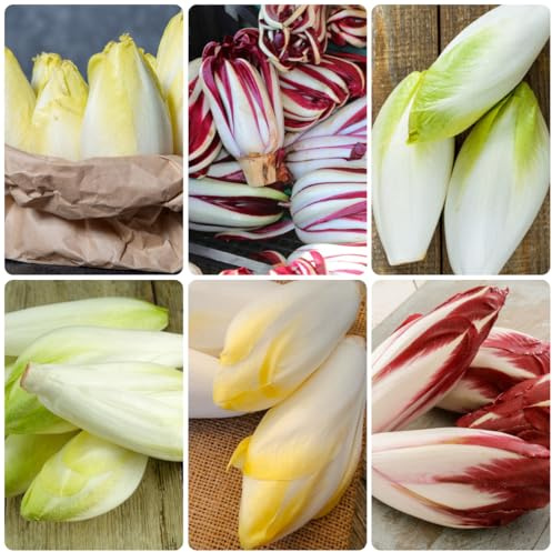semillas de achicoria perenne, orgánicas ensalada de achicoria, raras, 200pcs
