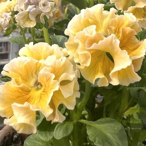 semi di viola cornuta perenne decorazione da giardino per esterni, balcone, viola cornuta, ombra, balcone da balcone resistenti, 400pcs