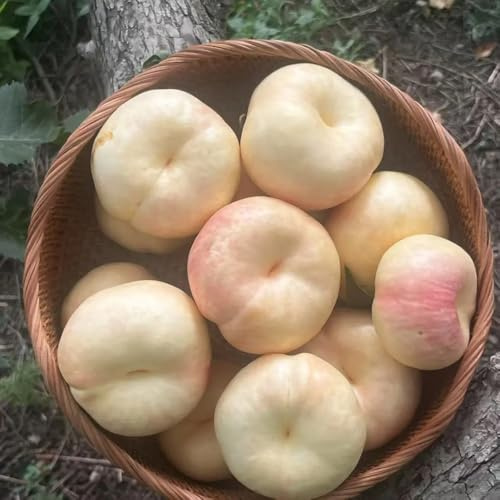 pesco - semi di pesco Acquista da biologici pesca da balcone colonnari per gli amanti del giardino balcone esotico a prova di inverno 3semi