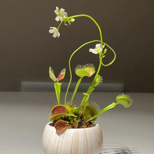 Semillas de Venus atrapamoscas, orgánicas semillas exóticas Dionaea muscipula, raras exóticas resistentes 80pcs