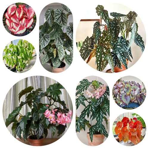 Semillas de begonia, trepadoras de balcón del jardín rocas Cobertura resistente decoraciones jardín exteriores balcón 550pcs