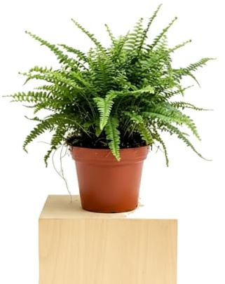 Nephrolepis Exaltata Helecho de Boston DECOALIVE Planta Decorativa para Estancias con Luz Indirecta, Maceta 17 cm Diámetro y 50 cm Altura