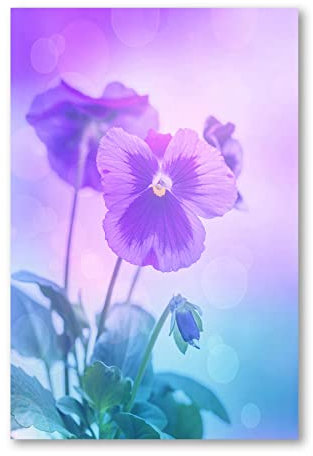 Postereck - 1425 - Stiefmütterchen, Blume Natur Blüte Pflanze Lila - Wandposter Fotoposter Bilder Wandbild Wandbilder - Leinwand - 60,0 cm x 40,0 cm