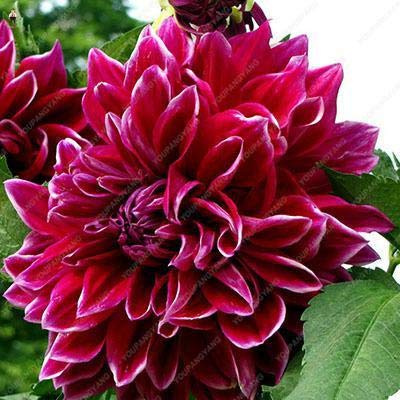 Graines De Fleurs De Dahlia Fraîches À Planter Marron Rouge Paquet De 100 Graines