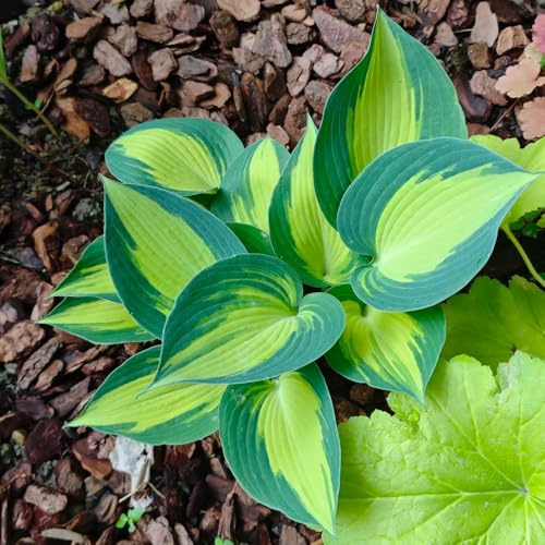 funkien mehrjährige blumensamen winterharte stauden mehrjährig winterharte kübelpflanzen grünpflanzen biosaatgut topfpflanzen echt küchenkräuter zimmerbonsai bonsai hochbeet balkon 500samen