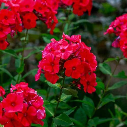 100pcs Giant Phlox Flower Seeds Red