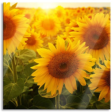 Pixxprint Glasbild, Wandbild auf Echtglas, Sonnenblumen auf dem Feld, 80x80 cm, inkl. Aufhängung und Abstandshalter