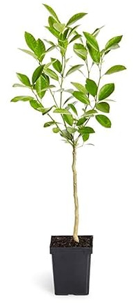Árbol Productor de Naranjas Frescura y Vitalidad en tu Patio