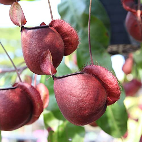 Semi di Nepenthes, Nepenthes mirabilis rare decorazioni da giardino per esterni carnivora decorazioni autunnali per il soggiorno da balcone resistenti appartamento 300semi