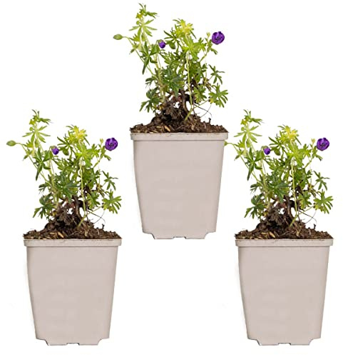 Bloomique - Lot de 3 - Geranium Sanguineum - Géranium sanguin - Rustique - Hauteur 10-20 cm - Pot 9x9 cm