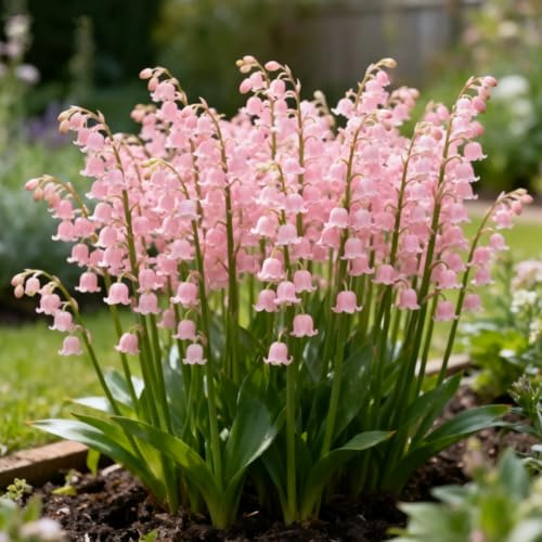 Rizoma de lirio de los valles- Lirio de los Valles resistentes- rizomas de jardín perennes- Lirio de los Valles raras para plantar en el jardín-10 Rizomas-g