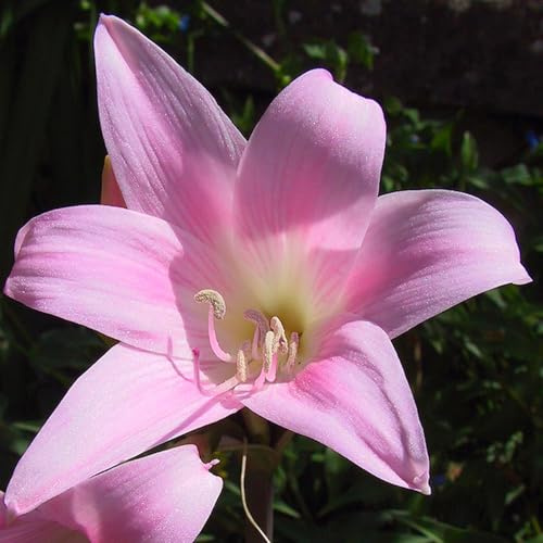 Amaryllis Hippeastrum Bulbes | Bulbes à Fleurs Ornementales pour Pots et Jardin | Floraison Spectaculaire d'Hiver | Qualité Supérieure (1 Amaryllis belladonna)