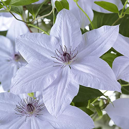 Compact Clematis Bernadine™ Plant evipo061 Old Man's Beard Deciduous Climber Hardy Shrub Lilac Blooms Easy to Grow Your Own Garden Flowers 3-Litre Potted Plants by Thompson and Morgan (1)