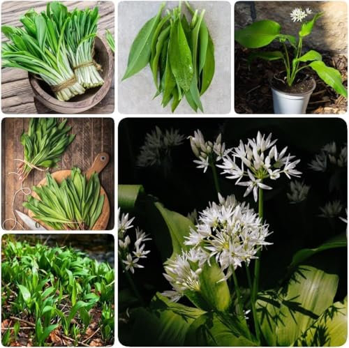 Semi di Aglio Orsino, Aglio di Montagna Selvatico, Pianta Curativa, 40 Semi