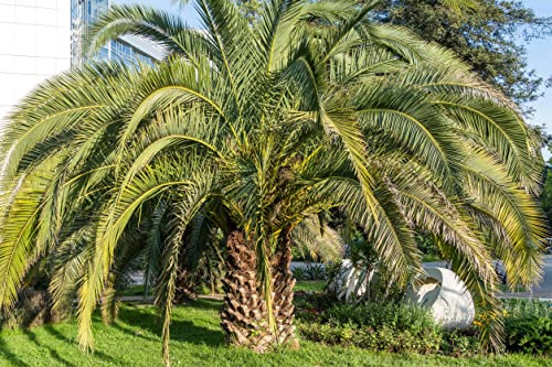 10x Palmen Samen Geleepalme Butia odorata