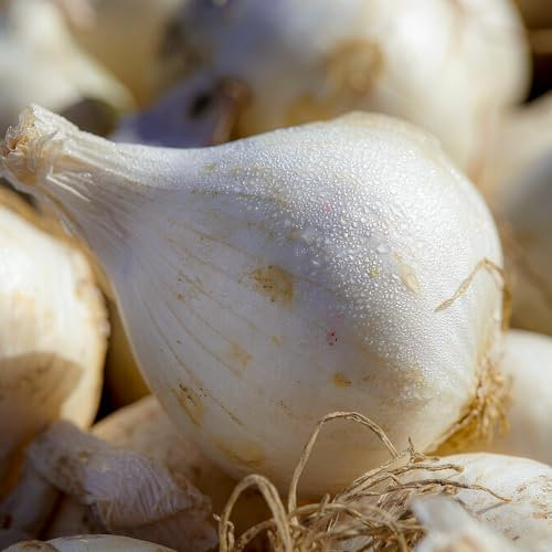 FLORIUM - Bulbes enfichables Snowball (500 grammes) Bulbes d'hiver robustes de Hollande, bulbes de légumes Planter parfaitement pour des récoltes riches : jaune, taille du bulbe 14-21 mm (pas de