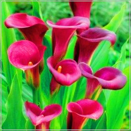 Calla Lily Bulbs-Calla Lily Plant Calla Lily Bulbs for Planting Now UK,Plant Bulbs,Garden Flowers,Wedding Flowers,Hardy Perennial-10bulbs-c