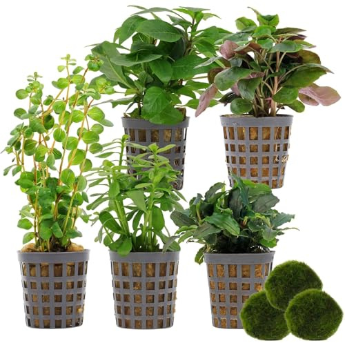 Aquasabi Aquariumpflanzenset 30 L Grün Einfach Nr.02-5 Aquarium Pflanzen + 3 Mooskugeln - Lobelia Bucephalandra Hygrophila Bacopa Rotala