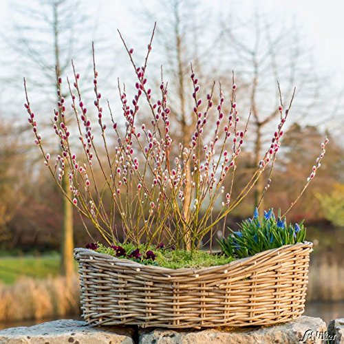 GARTEN SCHLÜTER® Rote Kätzchenweide 'Rotkätzchen' - Salix - 30-40 cm | Rotblühende Kätzchenweide im Container
