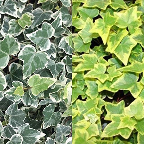 10 x Hedera Ivy Mix - 5 Gold - 5 White -English Ivy Evergreen Shrub in 9cm Pots