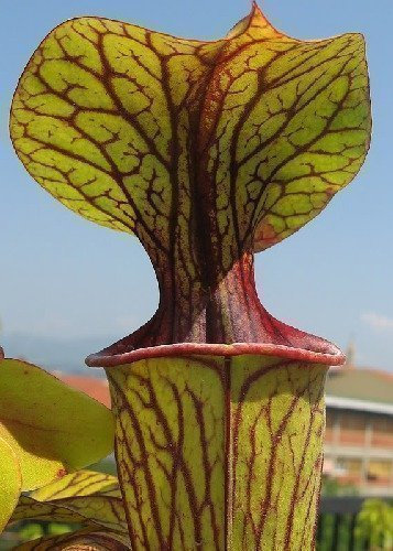 - pianta carnivora gigante - 10 semi incluso substrato