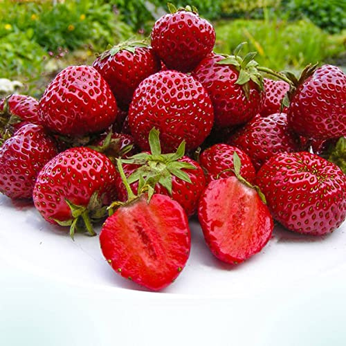Erdbeerpflanzen 'Honeoye' sehr frühe Erdbeere, für Konfitüren ab März - Sehr frühzeitig - Set mit 10 Pflanzen ERDBEEREN - Mehrjährig, Immertragende, Sommerertrag für Garten und Balkon