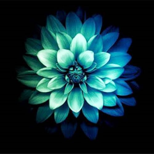 Natural Organic, Rare Plants, Easy Plant, Exotic, Strong Plant, Excellent Display, Dahlia Bulbs Now UK, Greening Flower/Good for Containers, 6bulbs-H