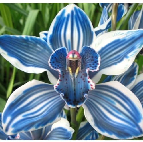 Cymbidium Facile Da Mantenere rari Crescita Rapida Bellissimo Giardino,(Steli grandi,senza semi,non artificiali)-5tuberi-F