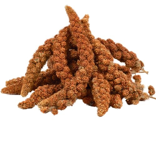 Lyra Pet® 10 kg Kolbenhirse rot - Vogelfutter für Sittiche & Kanarienvögel | Handverlesene Hirse - Natürliche Nährstoffquelle für Vögel - Für das ganze Jahr - Hirsekolben für für Zier- und Wildvögel