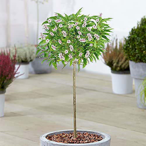Prunus nipponica Brilliant | Alpine Cherry Potted Patio Trees for Small Gardens (70-80cm (Incl. Pot))