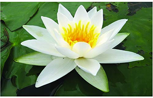 Lincolnshire Pond Plants Ltd Water Lily - Live Water Plant Aquatic Pond Lake Marginal (Potted, Selection - White Lily)