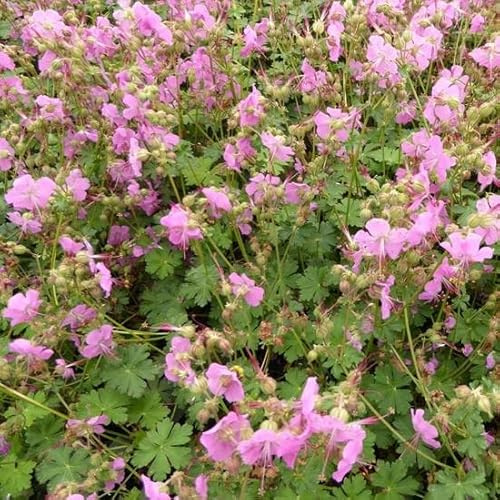 6x Storchschnabel 'Bergarten' - Geranium cantabrigiense 'Berggarten' - Topf 9x9cm