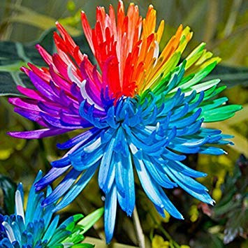 Günstig! 20 Stück Regenbogen-Chrysantheme Semi Fiore di Colore Raro Nuovo DIY Casa Giardino Pianta Fiore