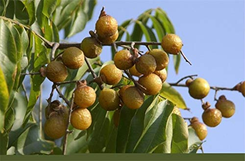 Germinazione dei Semi: 25 Semi Sapindus Mukorossi, Waschnuss, Seifennuss, Seifenbeere, Saponbeere, Waschnuss