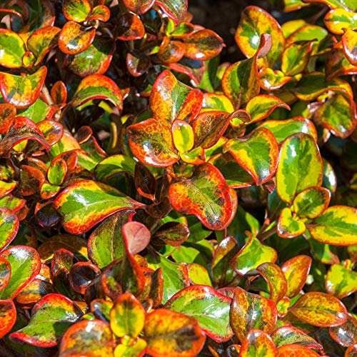 Coprosma Inferno Mirror Plant Upright Evergreen Colourful Outdoor Garden Shrub (20-30cm (Incl. Pot))