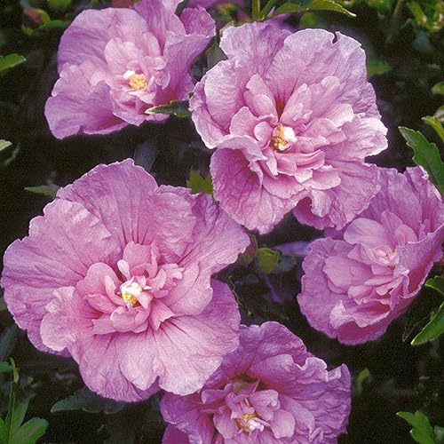 GARTEN SCHLÜTER® Hibiskus Garteneibisch - Hibiscus syriacus - 40-60 cm | Winterhart und mehrjährig - 1 Zierstrauch, Lavender Chiffon