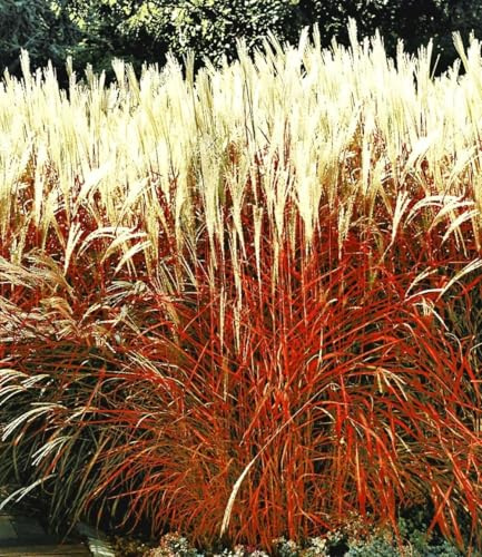 BALDUR Garten 2x Ziergras Indian Summer Chinagras, Pflanzen im 9x9 cm-Topf | Chinaschilf, Miscanthus purpurascens, winterharte Staude, mehrjährig & pflegeleicht, blühend