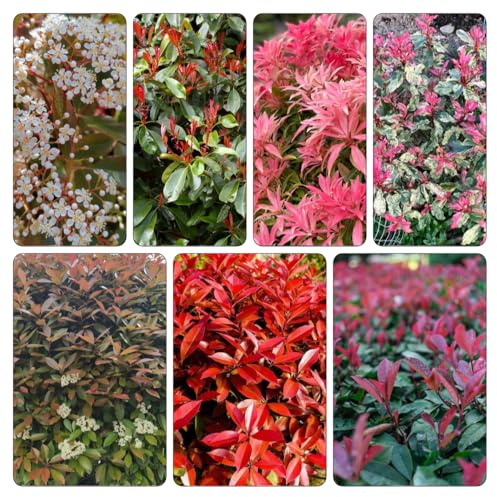 semillas Photinia red robin - petirrojo rojo de silvestres, siembra otoño, resistentes interior silvestres balcón 600pcs