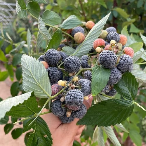 semillas de frambuesa frambuesas decorativa de jardín rocas semillas en espaldera comprar orgánicas en 250pcs
