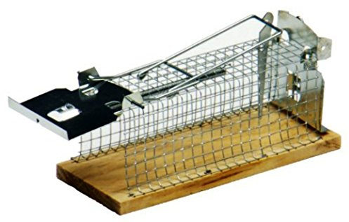 hillfield® Lebendfalle für Mäuse & kleine Ratten - DAS ORIGINAL - Tierfreundliche Falle mit Schwanzschutz - Draht-Kastenfalle aus Metall & Holz - Mäusefalle Lebend Mausefalle Rattenfalle …
