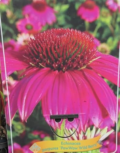 florari Echinacea purpurea PowWow Wild Berry / Roter Sonnenhut