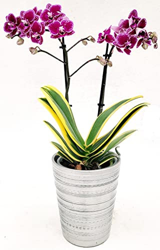 POWERS TO FLOWERS - PHALAENOPSIS ORCHIDEA VARIEGATA IN VASO CERAMICA ARGENTO, 2 steli, pianta vera