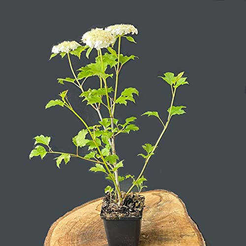 Viburnum opulus 'Compactum' / Zwergschneeball -