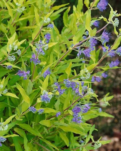 Bartblume Caryopteris clandonensis Worcester Gold 30-40 cm winterhart