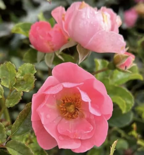 Surrey - Pink Ground Cover Rose - Bare Root