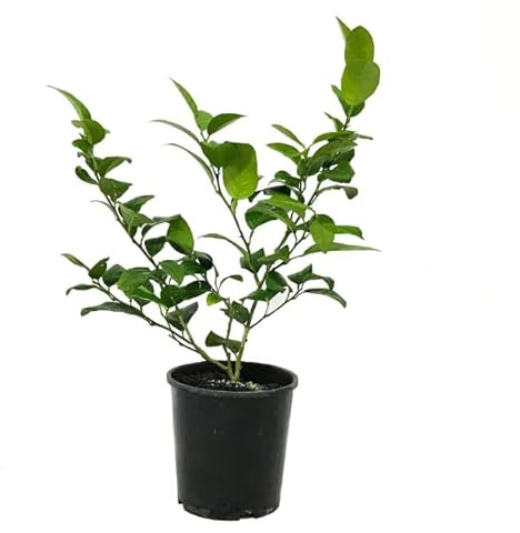 Árbol de Lima Frutal Natural Disfruta de Limas Frescas en tu Jardín