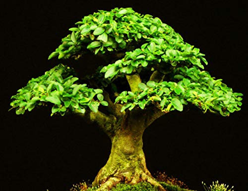 PLAT FIRM Germinazione dei semi: 100 semi: semi ligustrum vulgare, liguster semi, semplicemente kommen bonsai zu kultivieren